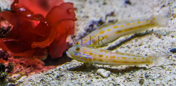 橙色斑点睡眠虾虎鱼特写，沙筛鱼，热带水族馆宠物从印度洋照片摄影图片