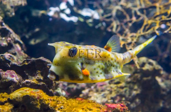 黄色长角牛角鱼在特写，有趣的热带水族馆宠物照片摄影图片