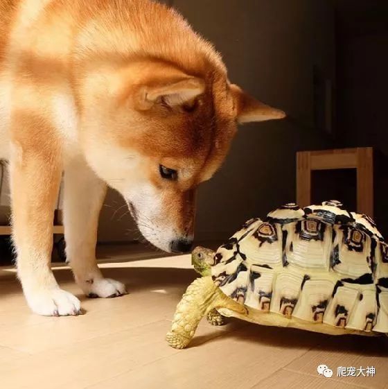 如何饲养豹纹陆龟