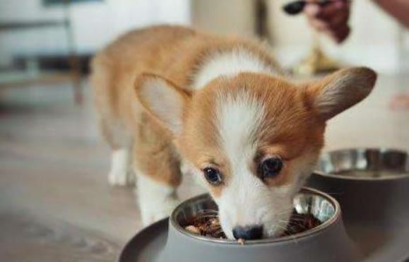 成犬粮和幼犬粮有什么区别,看到这几点就知道区别在哪来了