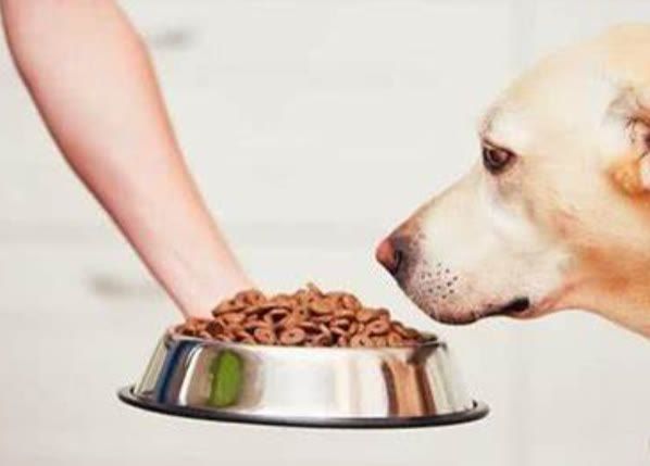 成犬粮和幼犬粮有什么区别,看到这几点就知道区别在哪来了