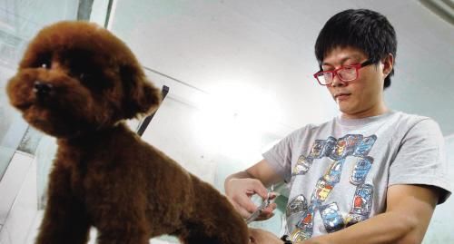 夏季宠物急救方法大全（以泰迪犬中暑为例，教你如何应对宠物夏日紧急情况）