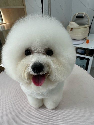 宠物洗澡服务五星好评！