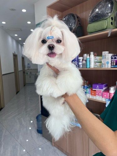 宠物也要美美哒