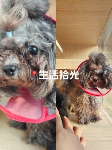 今天，我是宠物美容师