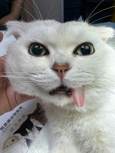 我的猫咪绝育了