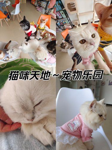 猫咪天地～宠物乐园，悠闲周末的猫咪时光