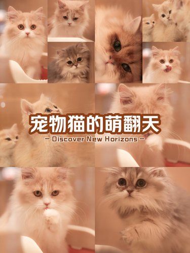 我的梦中情喵！！