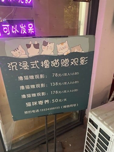猫咪快乐时光记