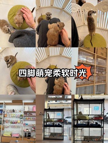 超级可爱的小宠物