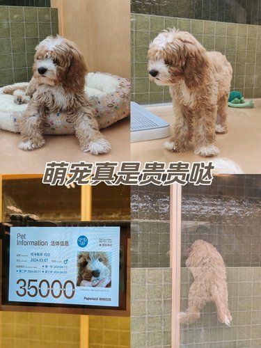 萌宠真是贵贵哒
