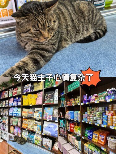 健康先行～猫咪护理