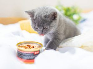 宠物食品用酶