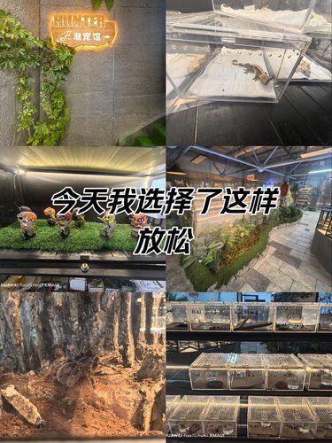 木板上的悠闲蜥蜴