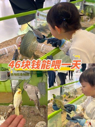 46元喂一天小鸟也是不错的呀！