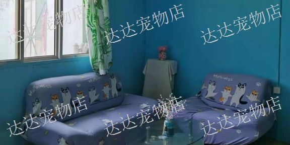 殡葬宠物猪,宠物