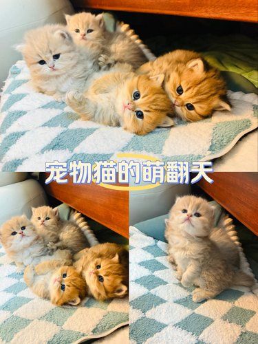 可爱小猫可爱鼠了～