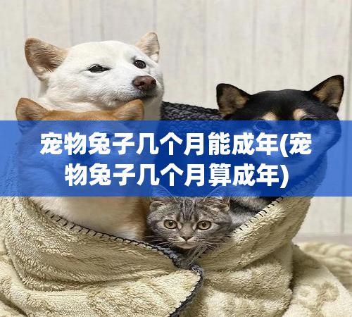 宠物兔子几个月能成年(宠物兔子几个月算成年)