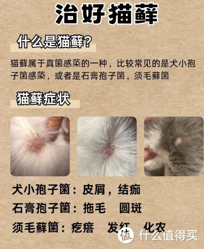 猫猫常见病及预防和养护:守护小猫咪健康指南