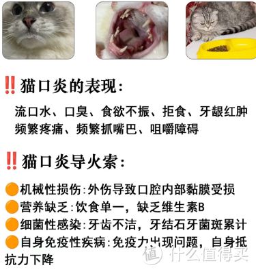 猫猫常见病及预防和养护:守护小猫咪健康指南