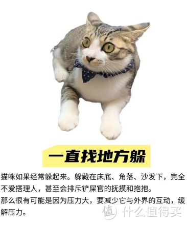 猫猫常见病及预防和养护:守护小猫咪健康指南