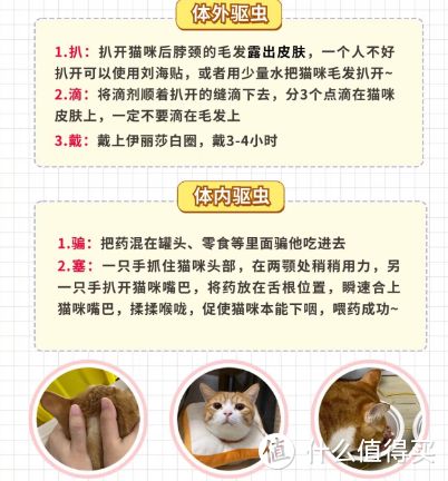 猫猫常见病及预防和养护:守护小猫咪健康指南