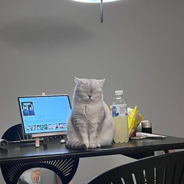 谁家小猫坐着睡觉还这么可爱啊