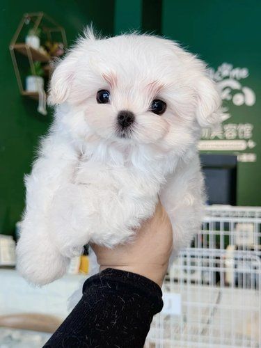 小体马尔济斯妹妹来咯