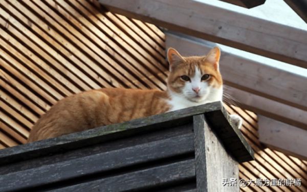 猫咪可没九条命,从高处跌落后若有这 5 个症状,很可能危及生命