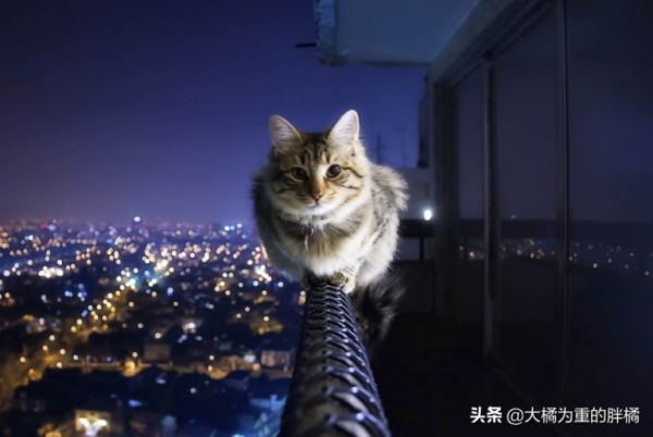 猫咪可没九条命,从高处跌落后若有这 5 个症状,很可能危及生命