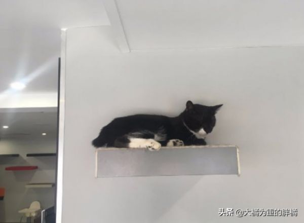 猫咪可没九条命,从高处跌落后若有这 5 个症状,很可能危及生命