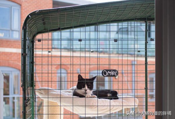 猫咪可没九条命,从高处跌落后若有这 5 个症状,很可能危及生命