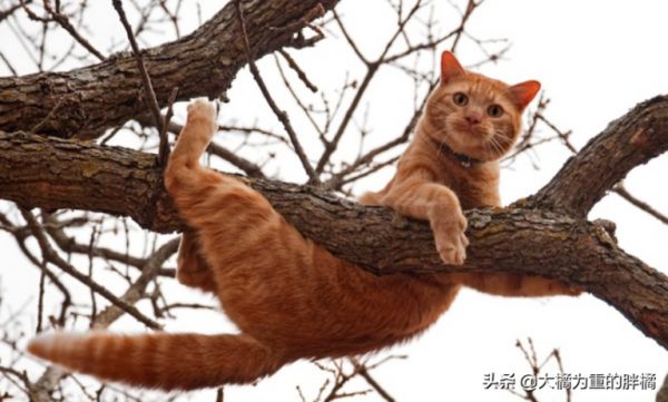 猫咪可没九条命,从高处跌落后若有这 5 个症状,很可能危及生命