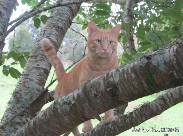 猫咪可没九条命,从高处跌落后若有这 5 个症状,很可能危及生命