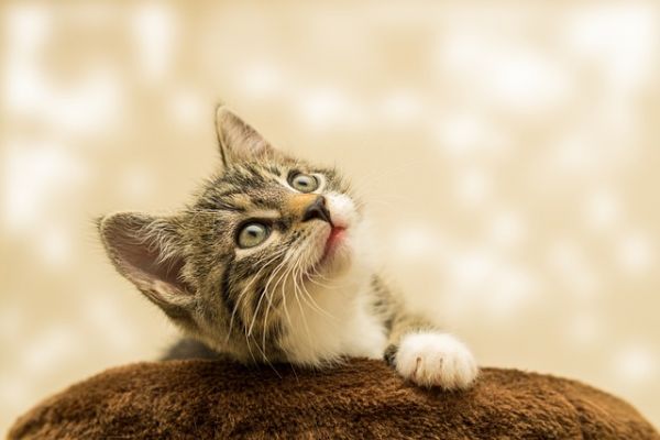 猫咪的行为问题解决方案：攻击、抓挠和叫声