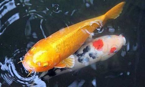观赏鱼如何喂食