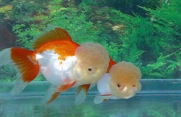 教给新手养鱼不死的几个小妙招!