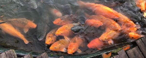 锦鲤适合什么样的灯光，灯有什么用