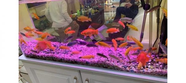 观赏鱼只是宠物，偶尔欣赏一下它们的自然生存法则，也不为过