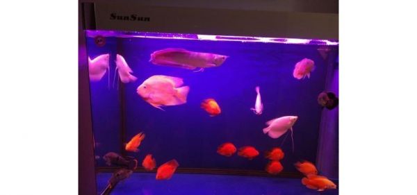观赏鱼只是宠物，偶尔欣赏一下它们的自然生存法则，也不为过