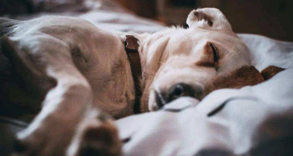 狗狗养护全攻略（宠物犬常见疾病防治、饮食营养与日常护理）