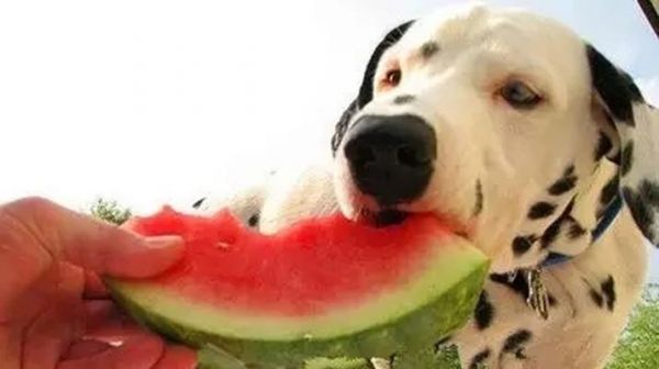 狗狗养护全攻略（宠物犬常见疾病防治、饮食营养与日常护理）