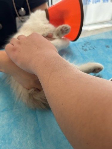 医院里的猫咪日常