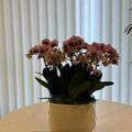 https://p1.meituan.net/userheadpicbackend/ae15142d206741c6760e26edad9da76e512363.jpg%40120w_120h_1e_1c_1l%7Cwatermark%3D0