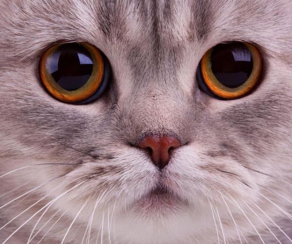 猫叫声的含义及行为学分析—猫咪的姿势