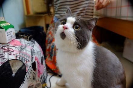 猫叫声的含义及行为学分析—猫咪的姿势