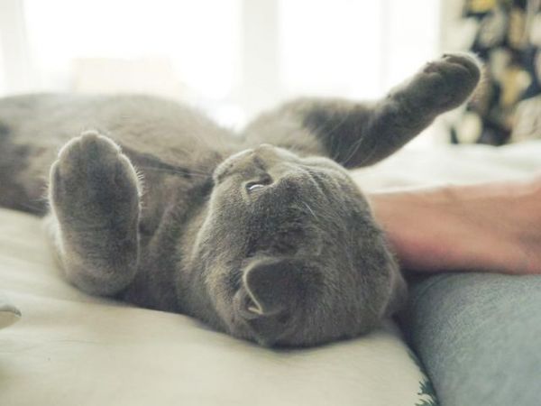 猫叫声的含义及行为学分析—猫咪的姿势