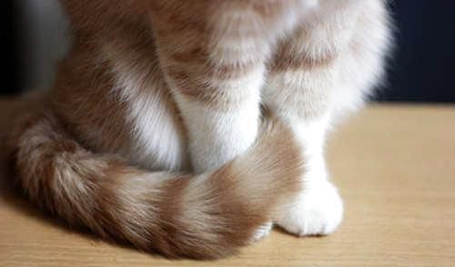 猫叫声的含义及行为学分析—猫咪的姿势