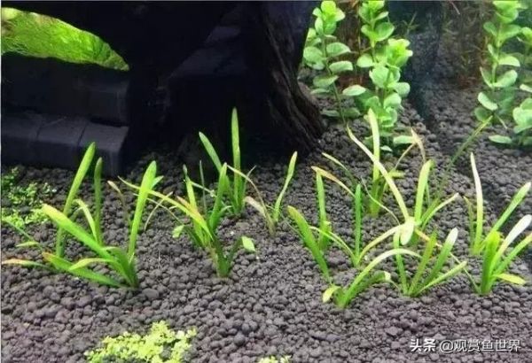 10 种常用的阴性水草,日常造景都能用到
