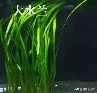 10 种常用的阴性水草,日常造景都能用到